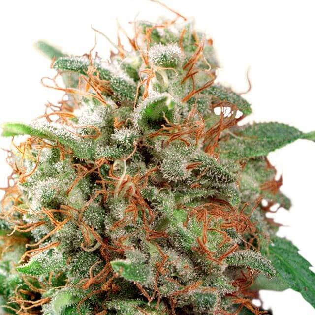 Buy Dutch Passion Seeds Mazar REG