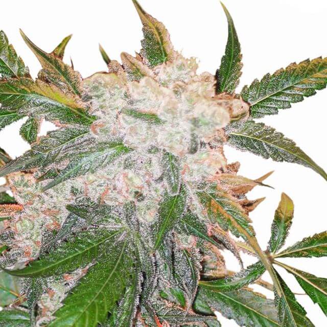 Buy Dutch Passion Seeds White Widow REG