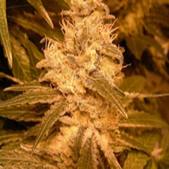 Buy Female Seeds Auto Kush FEM