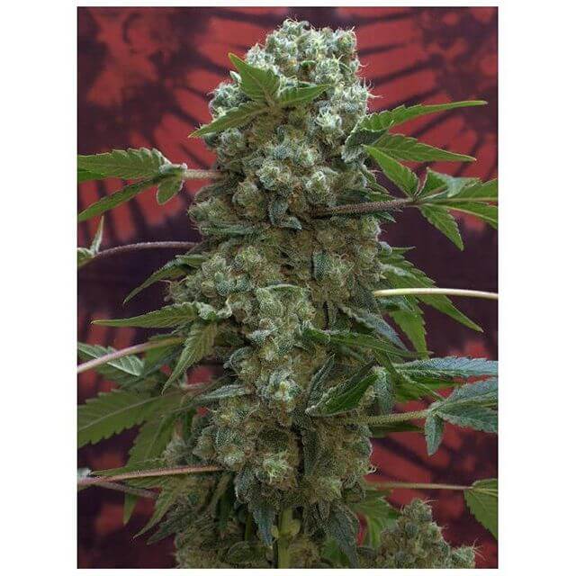 AK47 Serious Seeds REG | Original Seeds Store