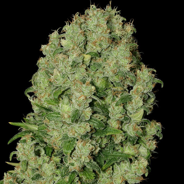 Buy Serious Seeds White Russian REG