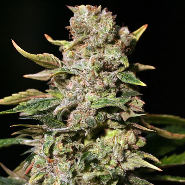 Buy Eva Female Seeds TNT Kush FEM