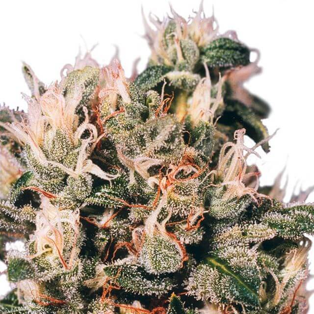 Buy Dutch Passion Seeds Euforia FEM