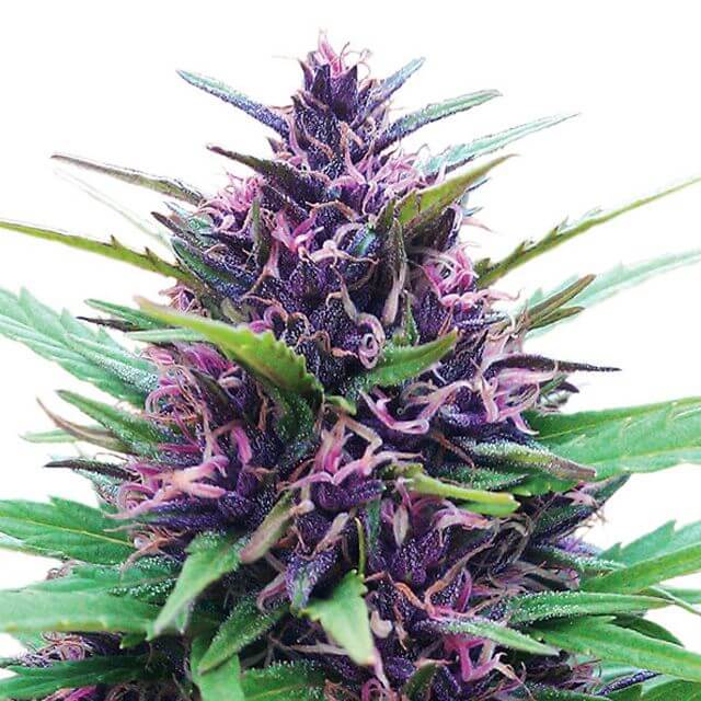 Buy Dutch Passion Seeds Shaman FEM