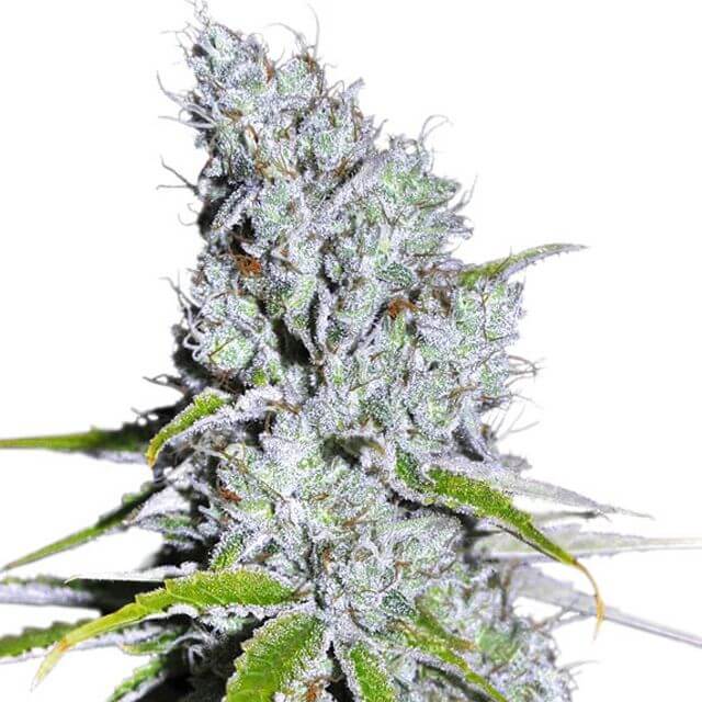 Buy Dutch Passion Seeds CBD Skunk Haze FEM