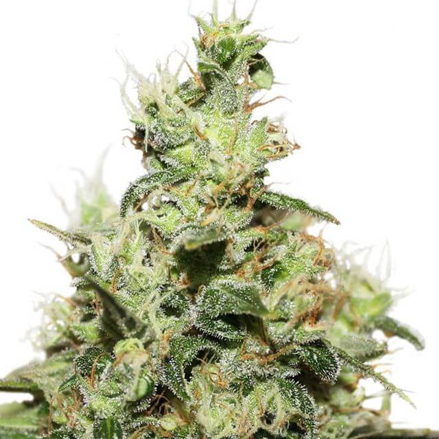 Buy Dutch Passion Seeds CBD Kush FEM