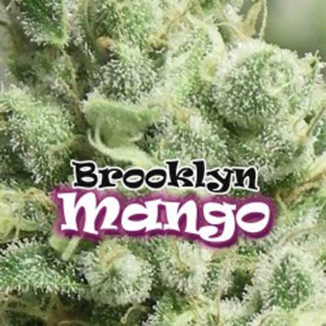 Buy Original Sensible Seeds  Brooklyn Mango FEM