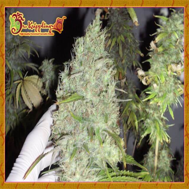 Incredible Bulk Dr Krippling Seeds FEM