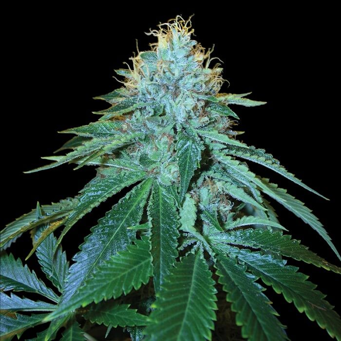 Buy DNA Genetics Seeds The OG #18 FEM