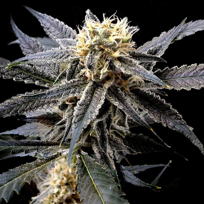 Buy DNA Genetics Seeds Strawberry Banana FEM