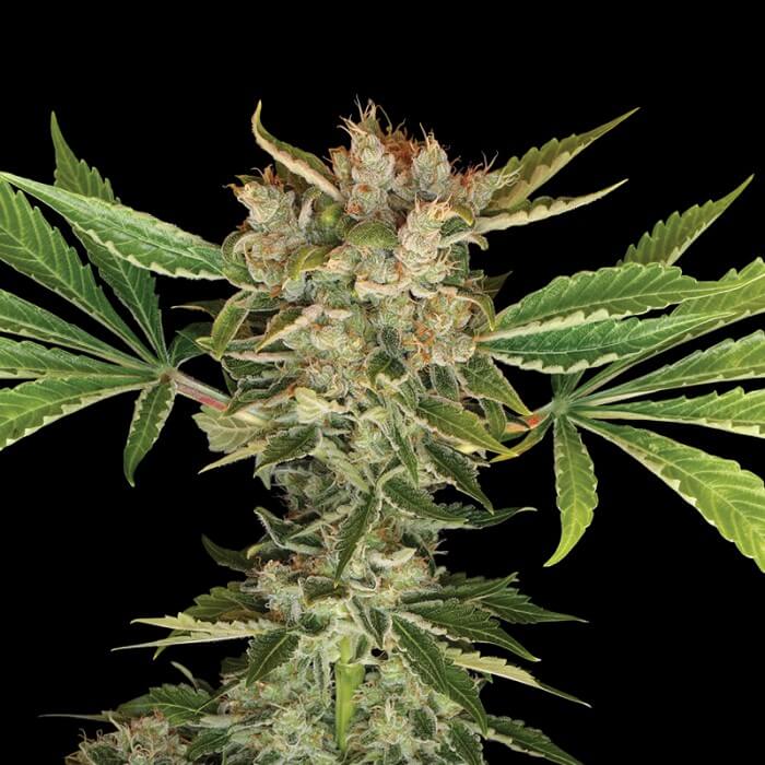 Buy DNA Genetics Seeds Martian Kush FEM