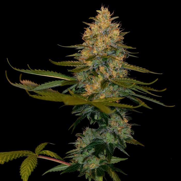 Buy DNA Genetics Seeds Exodus Kush FEM