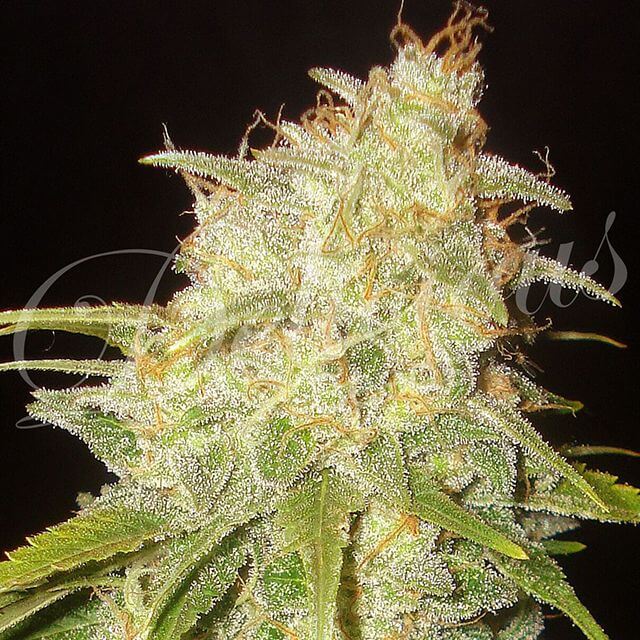 Buy Delicious Seeds Critical Yumbolt FEM