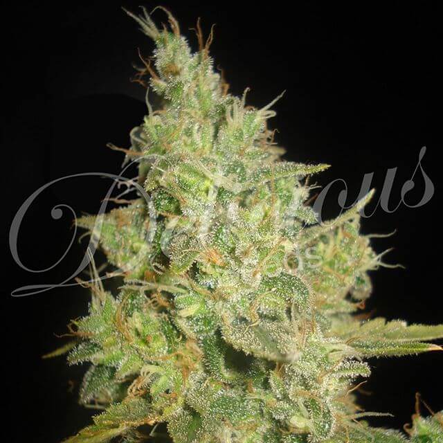 Buy Delicious Seeds Critical Kali Mist FEM