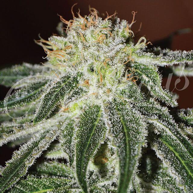 Buy Delicious Seeds Black Russian FEM