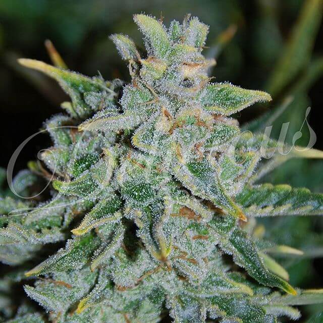 Buy Delicious Seeds Northern Light Blue Auto FEM