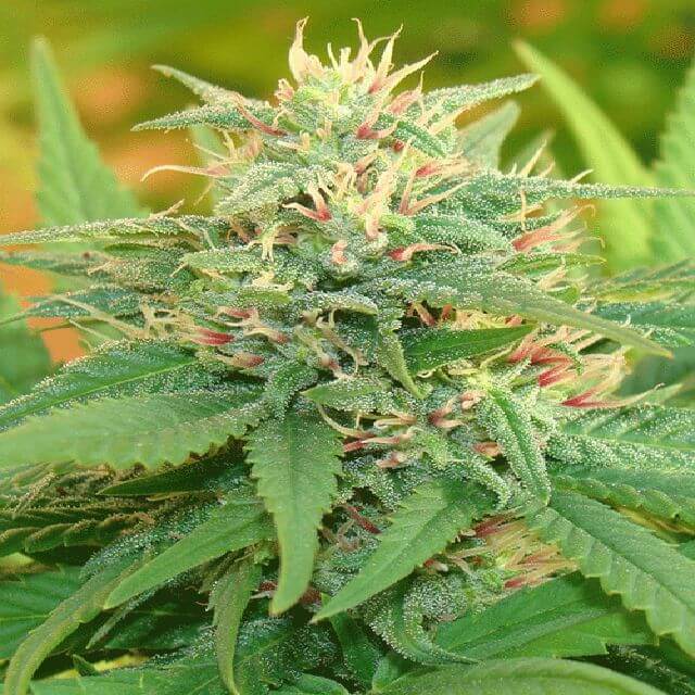 Buy Cream of the Crop Seeds Narcotic Kush Auto FEM