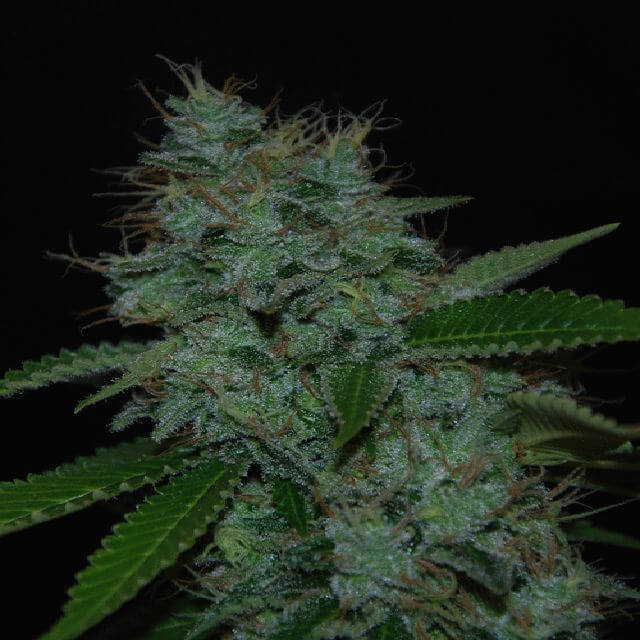 Buy Cream of the Crop Seeds Narcotherapy Auto FEM