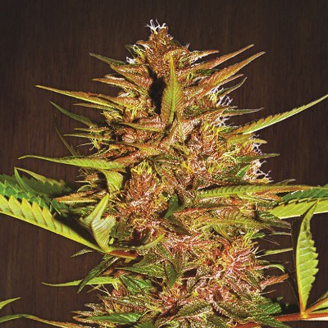 Buy Ace Seeds Pakistan Chitral Kush REG