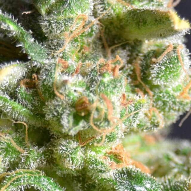 Buy CBD Seeds Cheese FEM