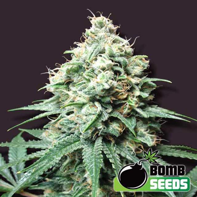 Buy Bomb Seeds Kush Bomb FEM