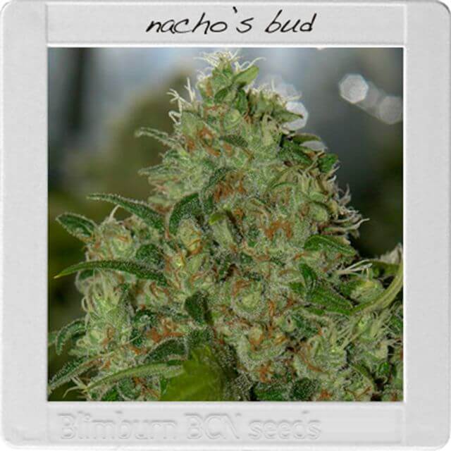 Buy Original Sensible Seeds  Nacho's Bud FEM