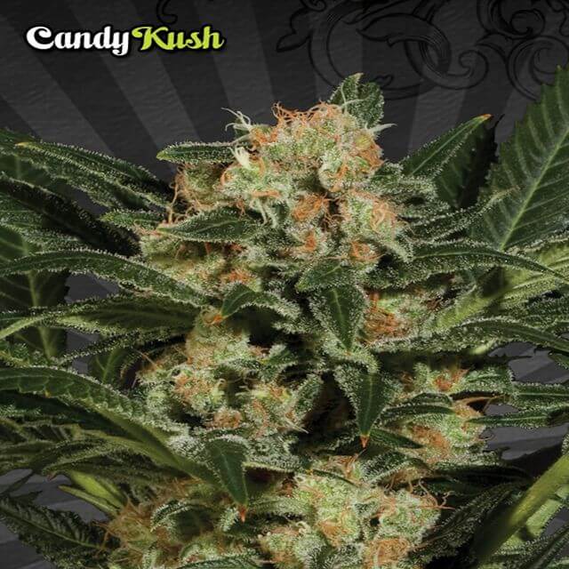 Buy Auto Seeds Candy Kush FEM