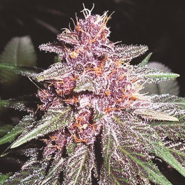 Buy Ace Seeds Violeta FEM