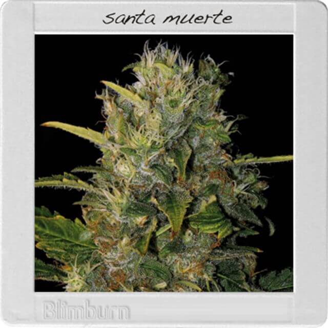 Buy Original Sensible Seeds  Santa Muerte FEM