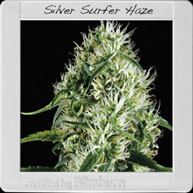 Buy Original Sensible Seeds  Silver Surfer Haze FEM