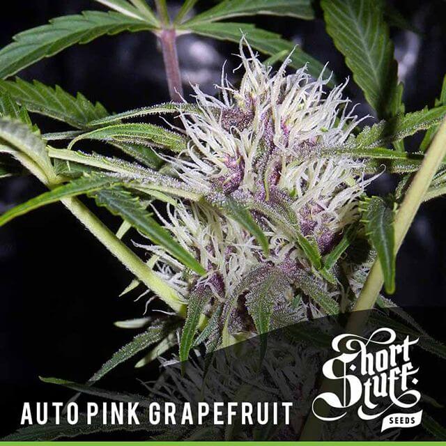 Buy Original Sensible Seeds  Auto Pink Grapefruit FEM