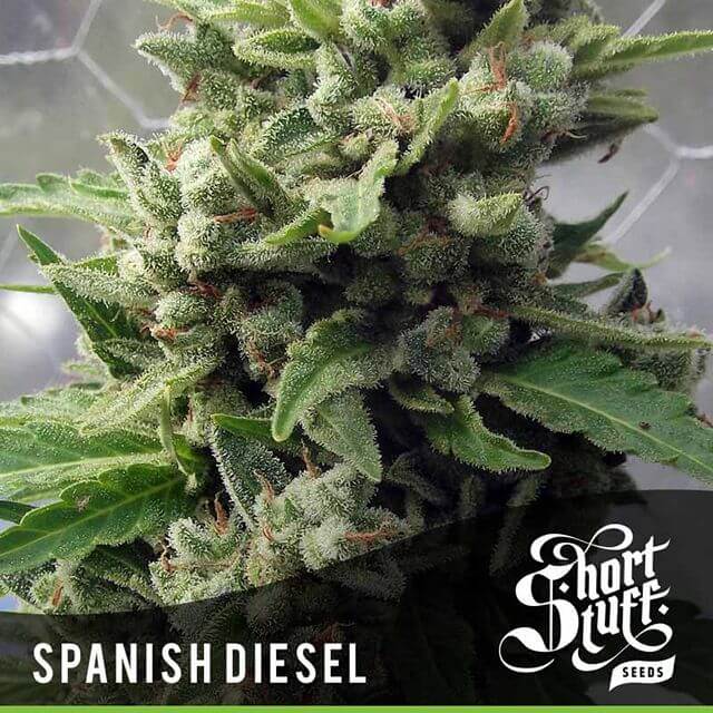 Buy Original Sensible Seeds  Auto Spanish Diesel FEM