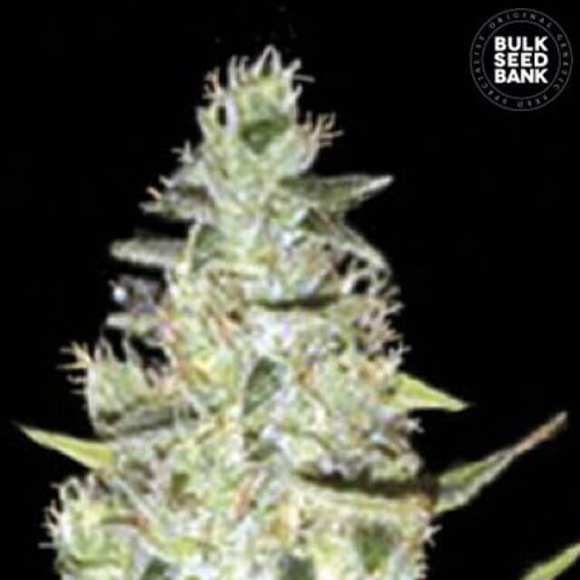 Buy Bulk Seed Bank Auto Special Skunk FEM