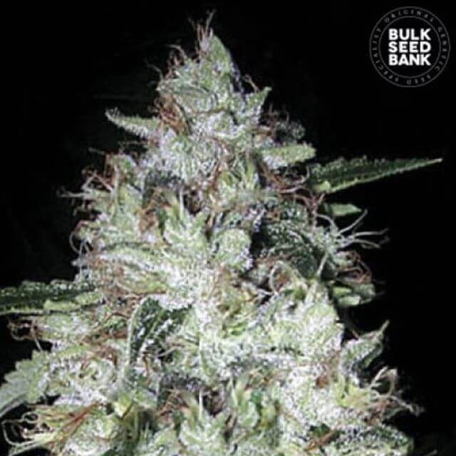 Buy Bulk Seed Bank Auto OG Kush FEM