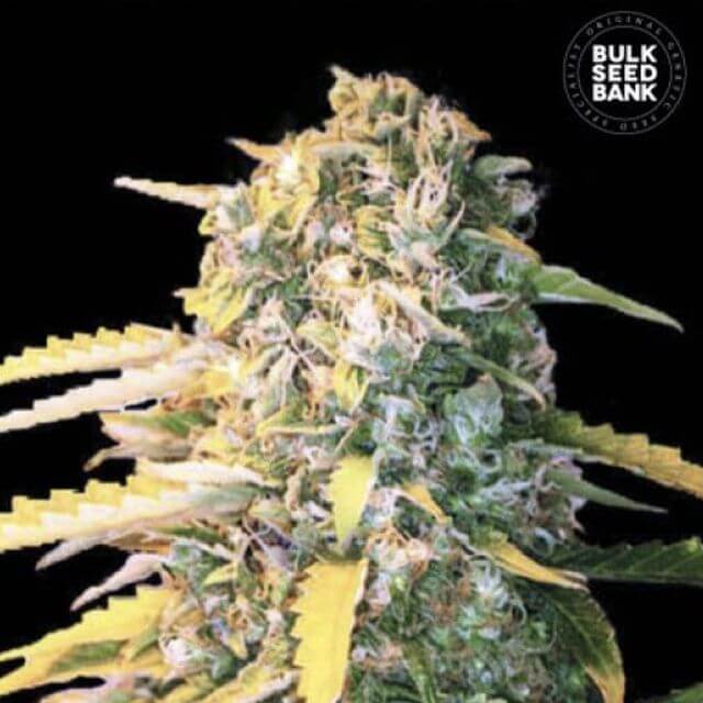 Buy Bulk Seed Bank Auto White Widow FEM