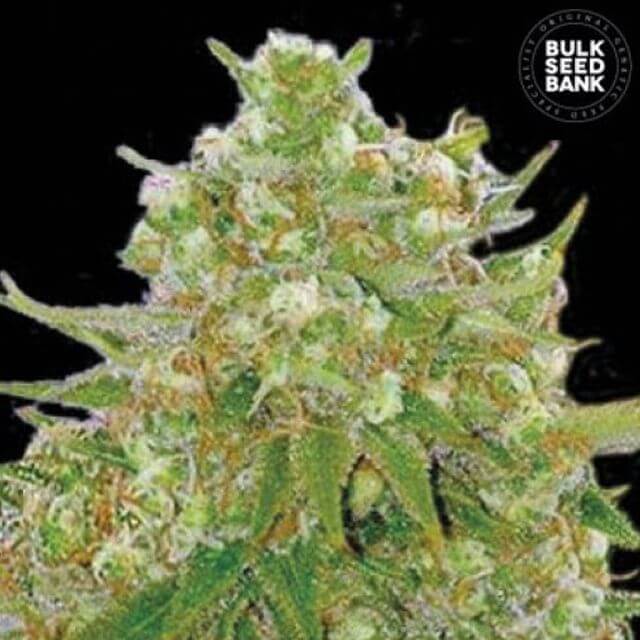 Buy Bulk Seed Bank Master Kush Grand FEM