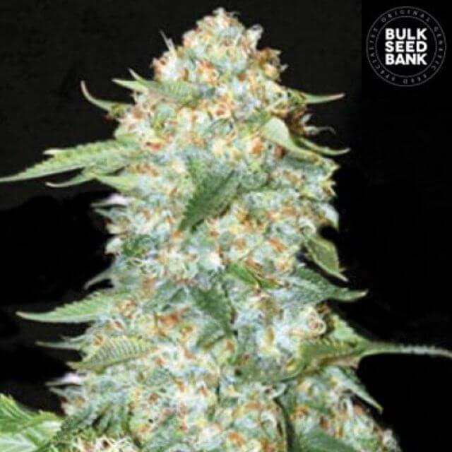 Buy Bulk Seed Bank OG Kush FEM