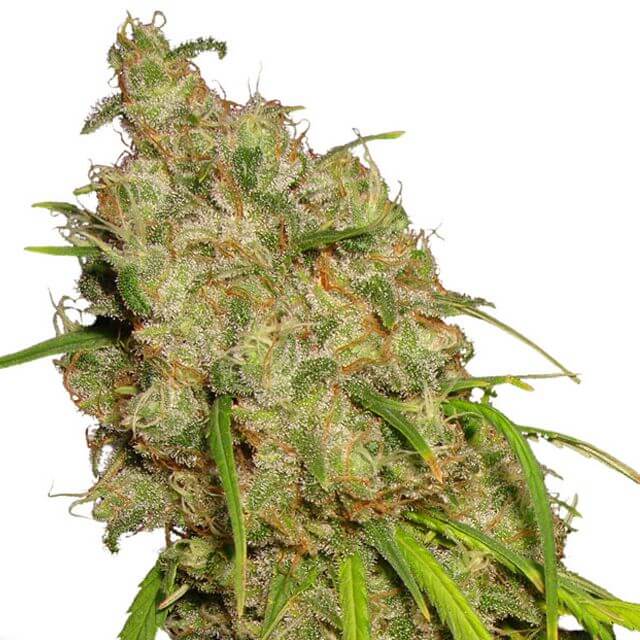 Buy Dutch Passion Seeds Desfran FEM