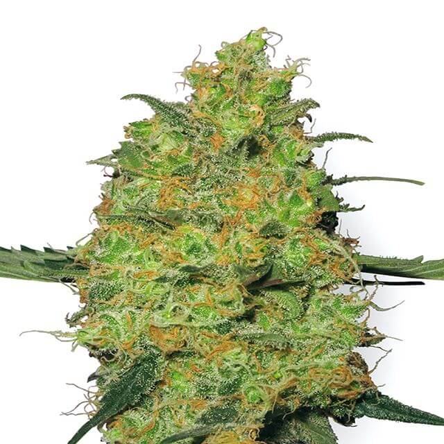 Buy Sensi White Label Seeds Master Kush FEM