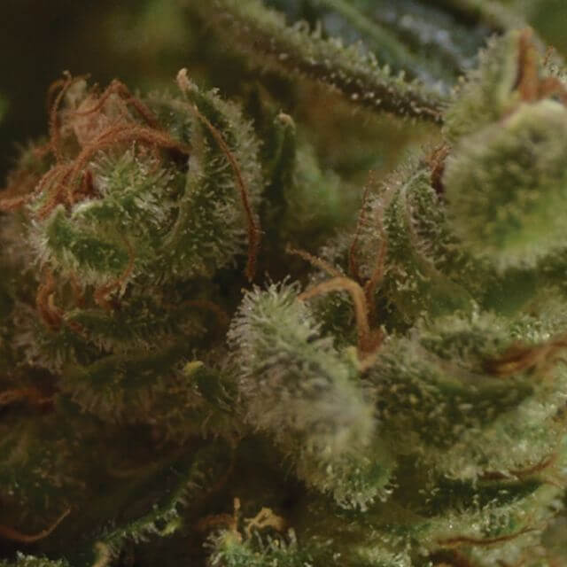 Cannabis Seeds - Six of the Best CBD Medical Cannabis Strains.