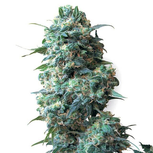 Buy Sensi White Label Seeds Afghan Kush REG