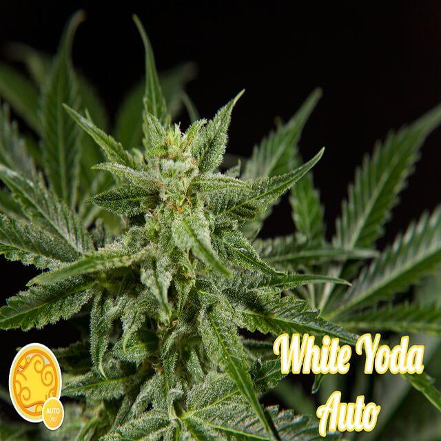 Buy Original Sensible Seeds  White Yoda Auto  FEM