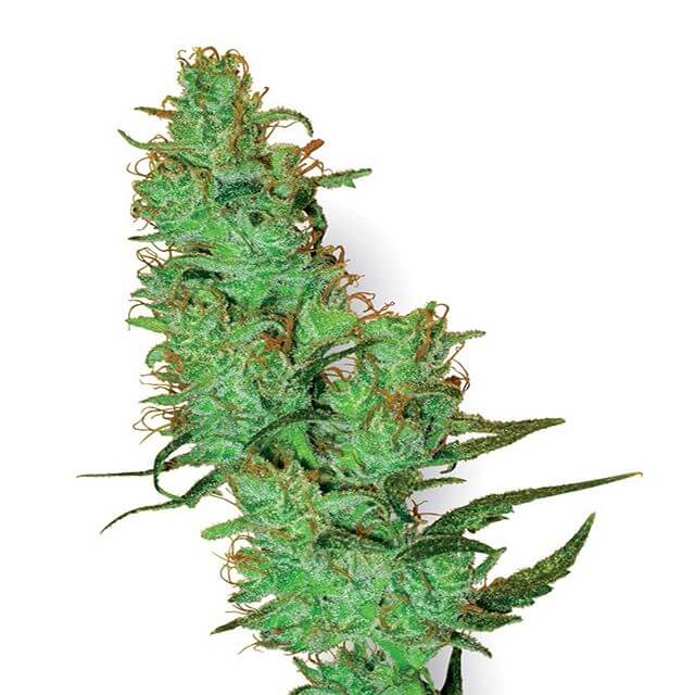 Buy Sensi White Label Seeds Jack Herer REG