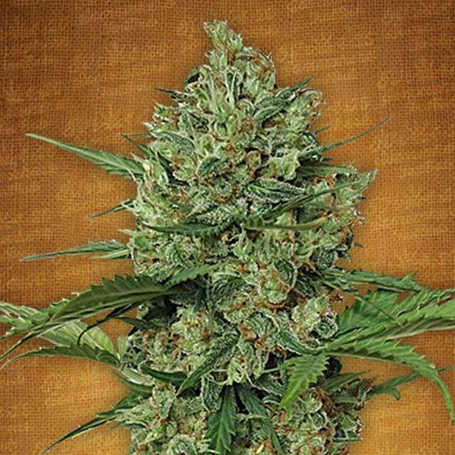 Buy Fast Buds Seeds Northern Express Auto FEM