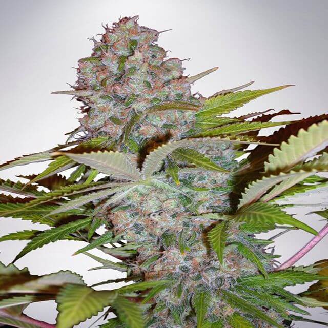 Buy Ministry of Cannabis Seeds Auto Cheese NL FEM