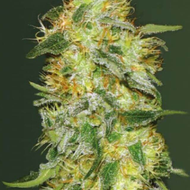 Buy Victory Seeds Auto Original Lemonade Skunk FEM