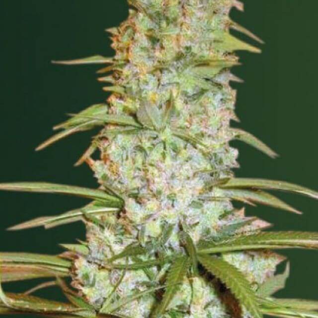 Buy Victory Seeds Red Russian XXL FEM