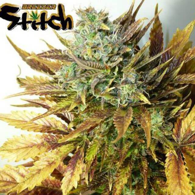 Buy Flash Autoflowering Seeds Purple Sirius Kush FEM