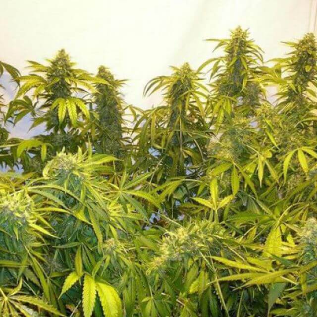 Buy Flash Autoflowering Seeds Black Samba Super Auto FEM