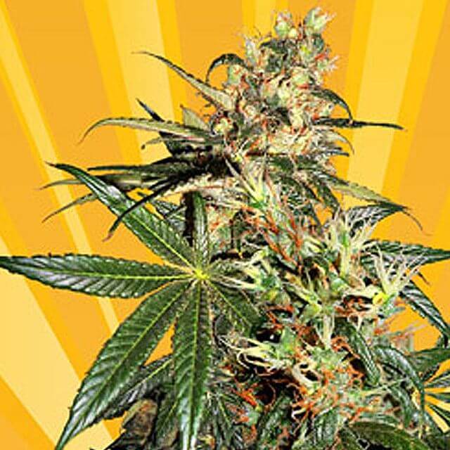 Buy Freedom of Seeds Freedom Haze REG